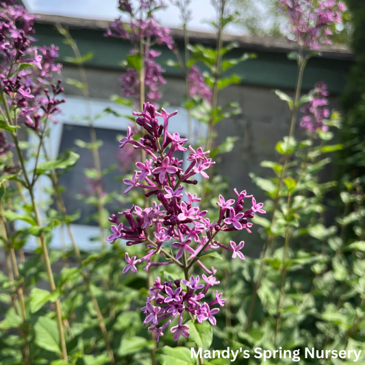 Bloomerang® Lilac Tree