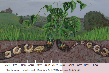 japanese beetle life cycle