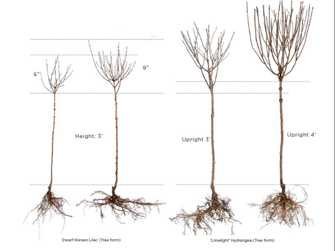 bare root flowering trees