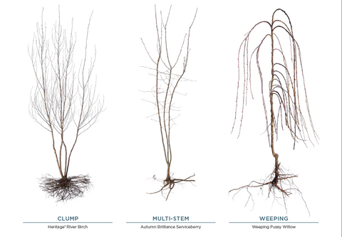 bare root trees