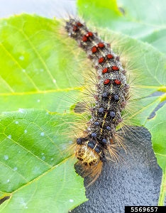 Spongy Moth