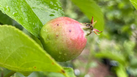 frostbite apple