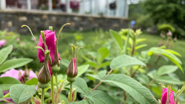 rosa rugosa