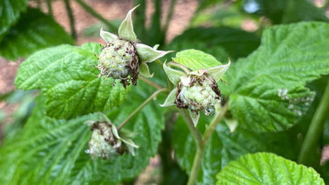 raspberry bushes