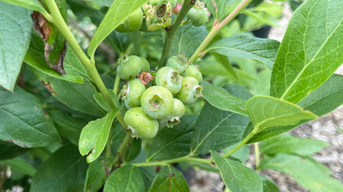 blueberry bushes