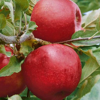 Cortland Apple  Malus 'Cortland' – Mandy Spring Farm Nursery, Inc.