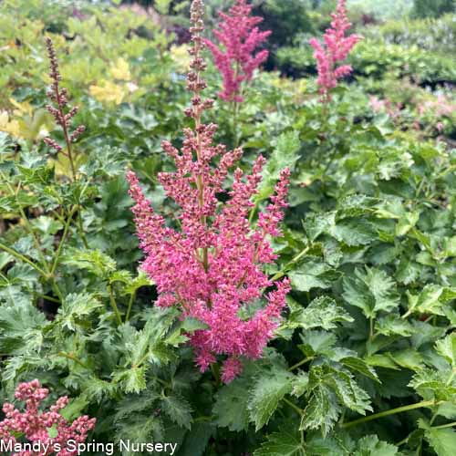 Strawberry Cake Astilbe | Astilbe chinensis – Mandy Spring Farm Nursery