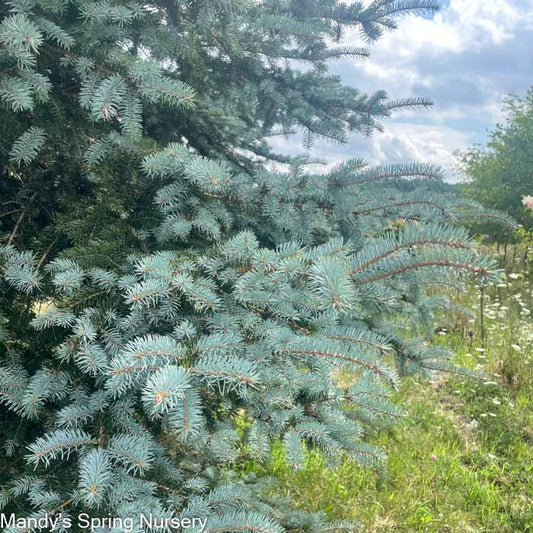 Slenderina Weeping Blue Spruce