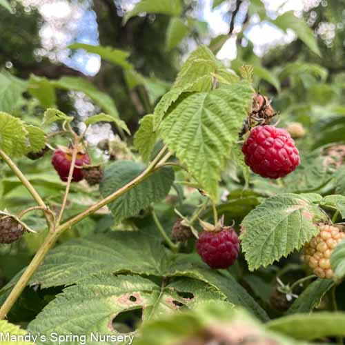 Darrow Blackberry  Rubus – Mandy Spring Farm Nursery, Inc.