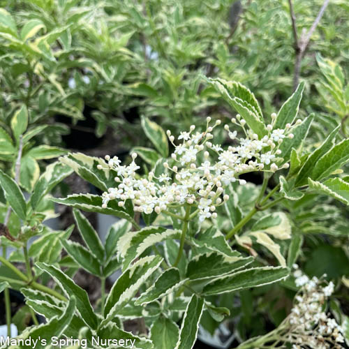 Black Lace® Elderberry, Sambucus nigra 'Eva' PP #15,575; CPBR #2633