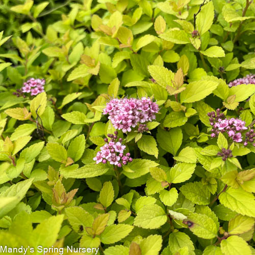 Neon Flash Spirea Shrub