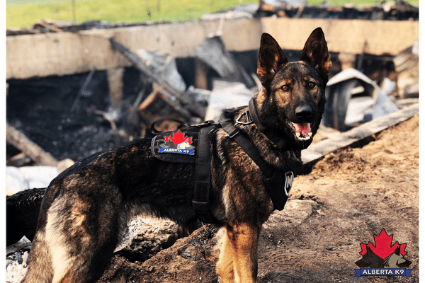 alberta k9 inc trained detection dog