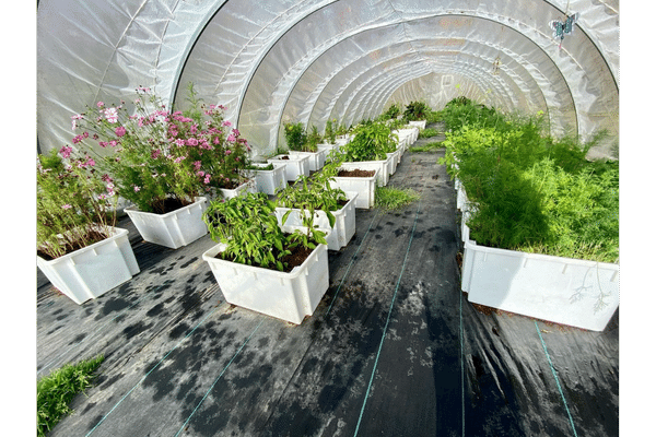 boreal gardens inside greenhouse