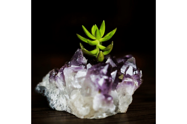 kootana crystal and mineral rock with plant in it