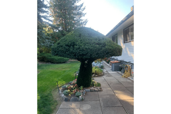 wynndel tree and yard pruning