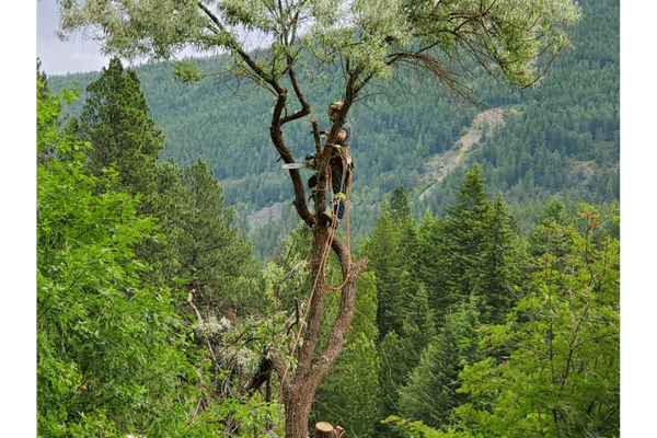 wynndel tree and yard pruning trees