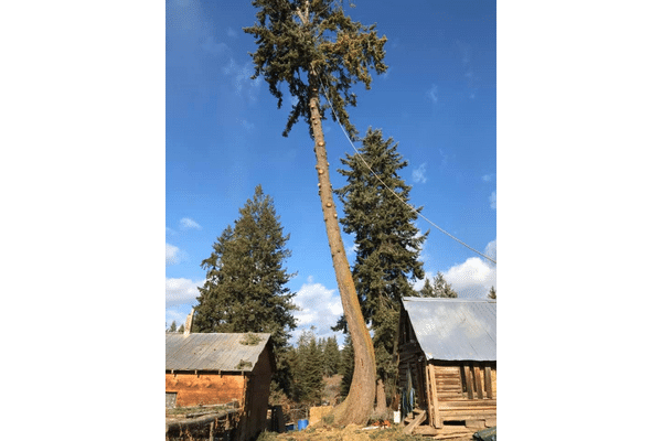 wynndel tree and yard pruning tree limbs