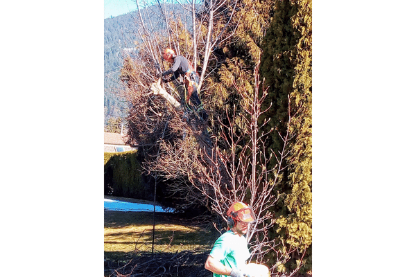 wynndel tree and yard pruning tree