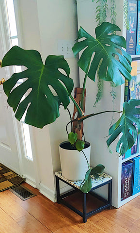 Monstera deliciosa on cedar plank trellis from Treleaf