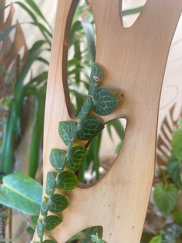 Shingling plant climbing wooden board from Treleaf