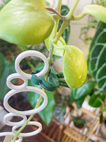 Plant Clips, Ties, Velcro or Twine  Best ways to secure your plant to