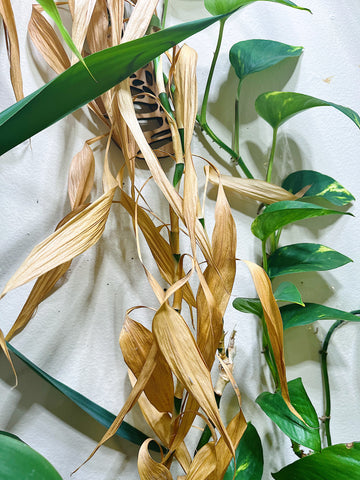 dead leaves on bamboo plant