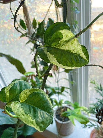 glacier pothos vine