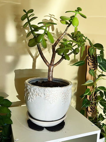 Jade plant in white planter on plant Kostr by Treleaf