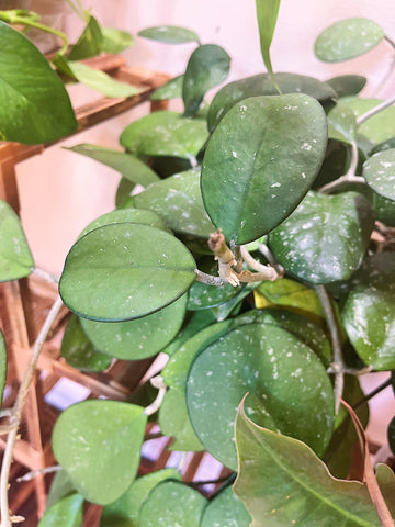 Hoya obovata plant