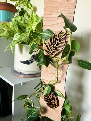 Trailing Philodendron Brasil with treleaf wall mount