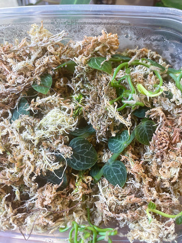 shingle plant propagating in moss