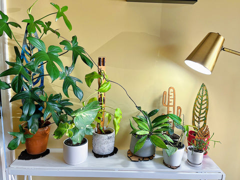 Plants on a table under growlights