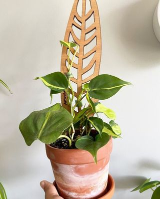 vining philodendron on wooden plant support