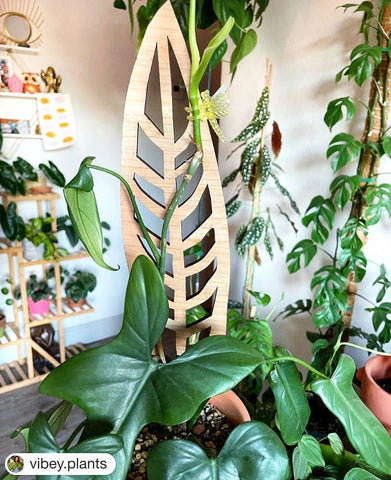 upright philodendron on Anthrulla wooden trellis for indoor plants