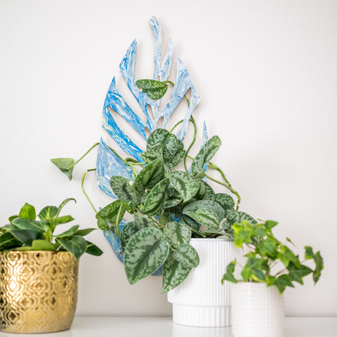 Satin pothos on wall mount from Treleaf