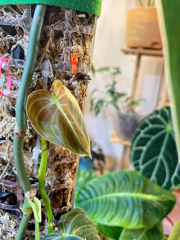 juvenile leaf on philodendron melanochrysum