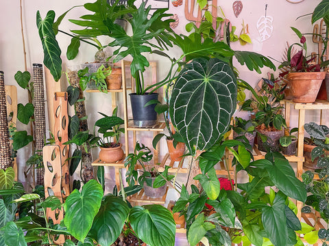 a group of plants on wooden bamboo shelves