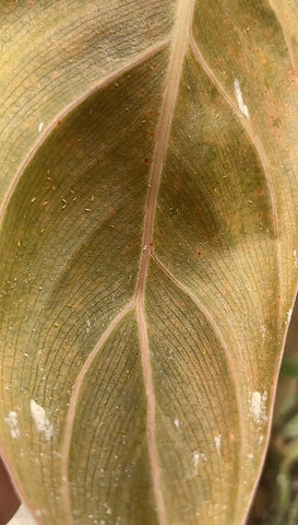 Philodendron melanochrysum with thrips