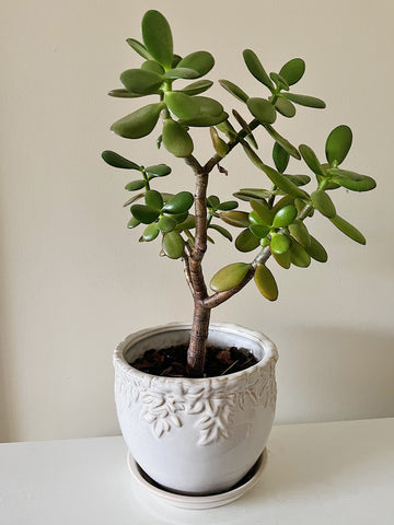 Jade plant