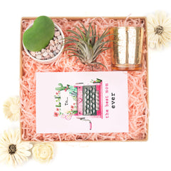 succulent box flat lay showing a set of cactus