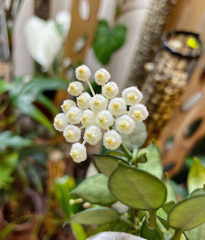 Hoya lacunosa bloom with white petals and yellow corona