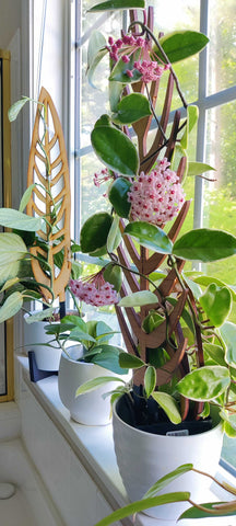 Hoya plant on Treleaf trellis