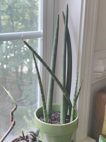 cylindrical snake plant