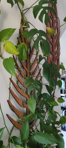 Mini Monstera trailing up wooden Treleaf trellis