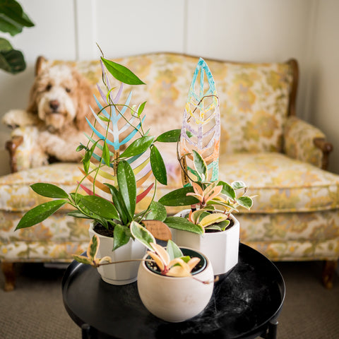 plants decorated with wooden plant trellises by Treleaf