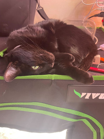 black cat relaxing over a black grow tent