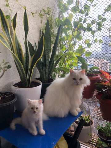 two white persian cats in front of potted snake plant, and pothos vine. 