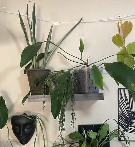 A gray floating shelf decorated with house plants