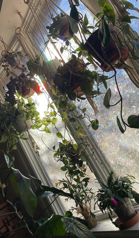 Window sill decorated with plants to create a jungle theme