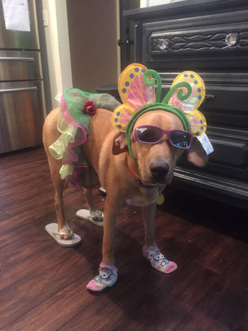 dog dressed up with accessories